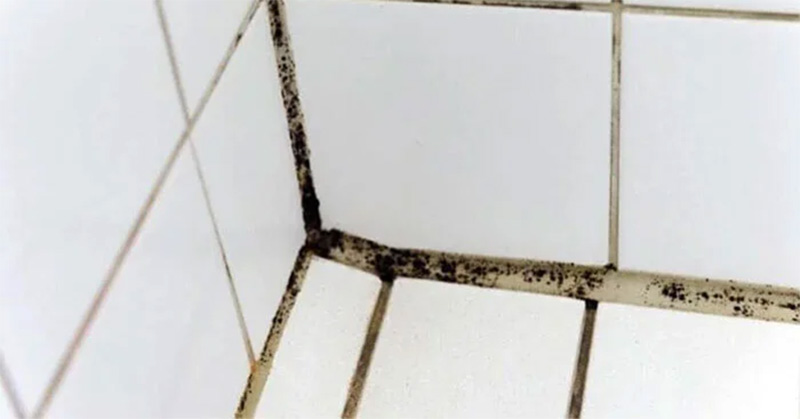 Ron gạch bị nấm mốc